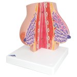 Model of female breast - 3B Smart Anatomy