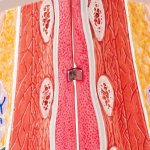 Model of female breast - 3B Smart Anatomy