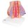 Model of female breast - 3B Smart Anatomy