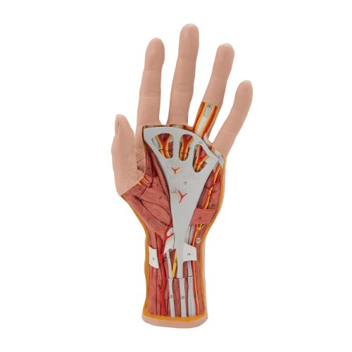Hand-Modell mit Muskeln & Sehnen, 3-tlg - 3B Smart Anatomy