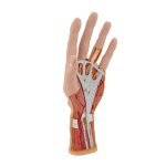 Hand Model with Muscles, Tendons, Ligaments, Nerves &amp; Arteries, 3 part - 3B Smart Anatomy
