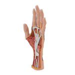 Hand Model with Muscles, Tendons, Ligaments, Nerves & Arteries, 3 part - 3B Smart Anatomy