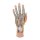 Hand-Modell mit Muskeln & Sehnen, 3-tlg - 3B Smart Anatomy