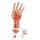 Hand Model with Muscles, Tendons, Ligaments, Nerves & Arteries, 3 part - 3B Smart Anatomy