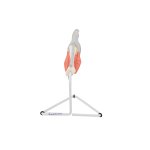 Finger-Modell mit Musklen und Sehnen - 3B Smart Anatomy