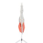 Finger-Modell mit Musklen und Sehnen - 3B Smart Anatomy