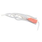 Finger-Modell mit Musklen und Sehnen - 3B Smart Anatomy