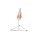 Finger-Modell mit Musklen und Sehnen - 3B Smart Anatomy
