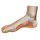 Fuß-Modell normaler Fuß - 3B Smart Anatomy