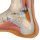 Fuß-Modell normaler Fuß - 3B Smart Anatomy
