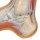 Hollow Foot (Pes Cavus) Model - 3B Smart Anatomy