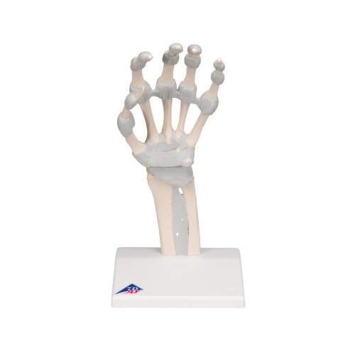 Hand Skeleton Model with Elastic Ligaments - 3B Smart Anatomy