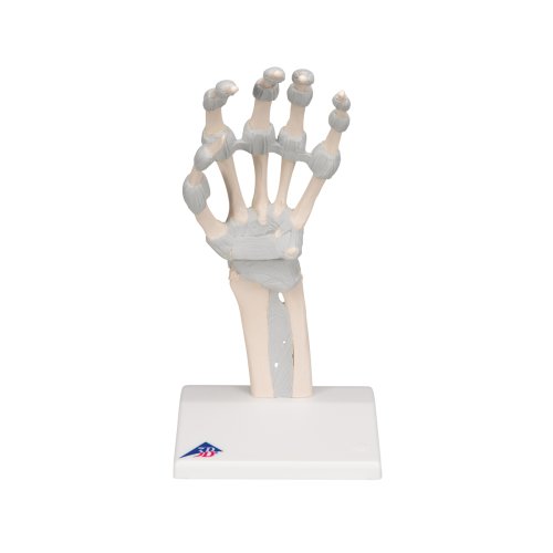 Handskelett-Modell mit elastischen Bändern - 3B Smart Anatomy