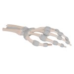 Handskelett-Modell mit elastischen Bändern - 3B Smart Anatomy