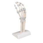 Handskelett-Modell mit elastischen Bändern - 3B Smart Anatomy
