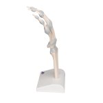 Handskelett-Modell mit elastischen Bändern - 3B Smart Anatomy