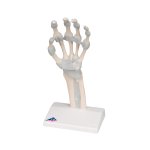 Handskelett-Modell mit elastischen Bändern - 3B Smart Anatomy