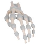Handskelett-Modell mit elastischen Bändern - 3B Smart Anatomy