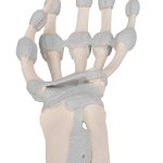 Hand Skeleton Model with Elastic Ligaments - 3B Smart Anatomy
