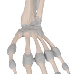 Handskelett-Modell mit elastischen Bändern - 3B Smart Anatomy