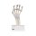 Handskelett-Modell mit elastischen Bändern - 3B Smart Anatomy