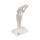 Handskelett-Modell mit elastischen Bändern - 3B Smart Anatomy