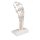 Handskelett-Modell mit elastischen Bändern - 3B Smart Anatomy