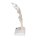 Handskelett-Modell mit elastischen Bändern - 3B Smart Anatomy