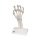 Handskelett-Modell mit elastischen Bändern - 3B Smart Anatomy
