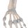 Handskelett-Modell mit elastischen Bändern - 3B Smart Anatomy