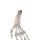 Handskelett-Modell mit elastischen Bändern - 3B Smart Anatomy