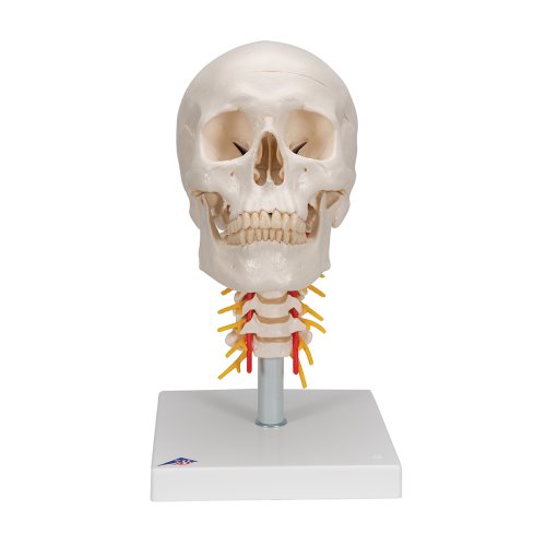 Schädel-Modell auf Halswirbelsäule, 4-tlg - 3B Smart Anatomy