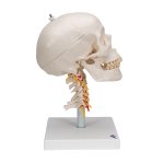 Skull Model on Cervical Spine, 4 part - 3B Smart Anatomy