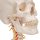 Skull Model on Cervical Spine, 4 part - 3B Smart Anatomy