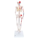 Mini Skelett-Modell "Shorty" mit Muskelbemalung...