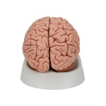 Brain Model, 5 part - 3B Smart Anatomy