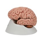 Brain Model, 5 part - 3B Smart Anatomy