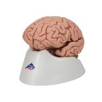 Gehirn-Modell, 5-tlg - 3B Smart Anatomy