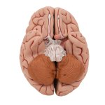 Gehirn-Modell, 5-tlg - 3B Smart Anatomy