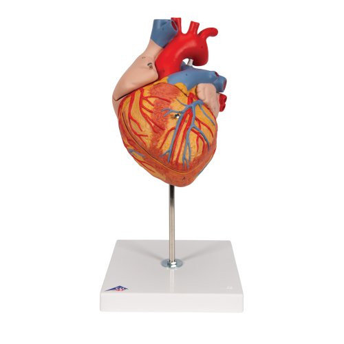 Herz-Modell, 2-fache Größe, 4-tlg - 3B Smart Anatomy