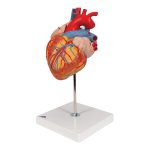 Heart Model, 2x magnified, 4 part - 3B Smart Anatomy
