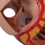 Heart Model, 2x magnified, 4 part - 3B Smart Anatomy