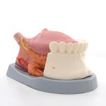 Zungenmodell, 2.5-fache Gr&ouml;&szlig;e, 4-teilig - 3B Smart Anatomy