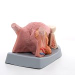 Zungenmodell, 2.5-fache Gr&ouml;&szlig;e, 4-teilig - 3B Smart Anatomy