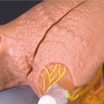 Tongue Model, 2.5 times Life-Size, 4 part - 3B Smart Anatomy