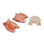 Tongue Model, 2.5 times Life-Size, 4 part - 3B Smart Anatomy