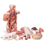 Muscle Torso Model, 27 part - 3B Smart Anatomy