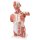 Muskel-Torso-Modell, 27-tlg - 3B Smart Anatomy