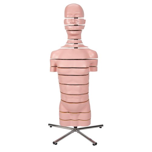 Torso-Modell mit 15 Schnittebenen - 3B Smart Anatomy