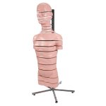 Torso-Modell mit 15 Schnittebenen - 3B Smart Anatomy